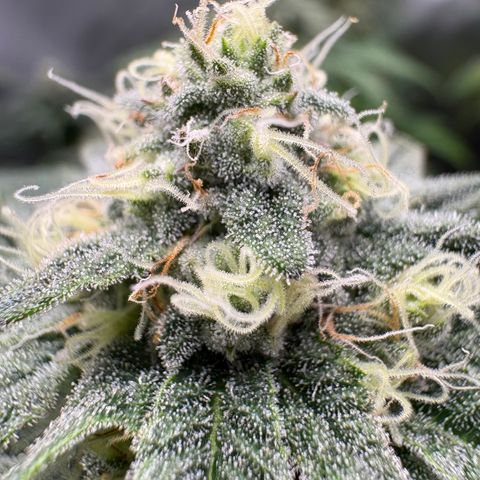 Tropicana Cookies growlog timeline photo