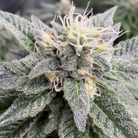 Kalini Asia growlog timeline photo