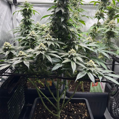 Tropicana Cookies growlog timeline photo