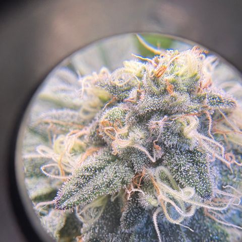 Tropicana Cookies growlog timeline photo
