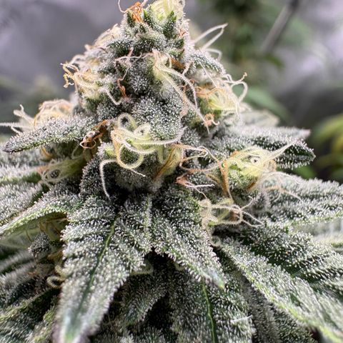 Tropicana Cookies growlog timeline photo