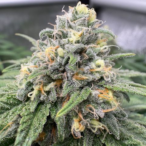Watermelon Candy growlog timeline photo