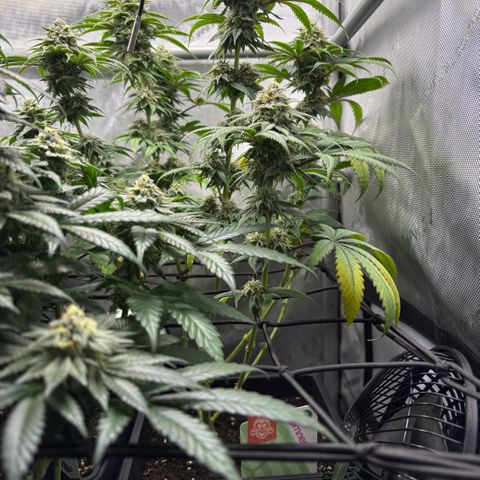 Watermelon Candy growlog timeline photo