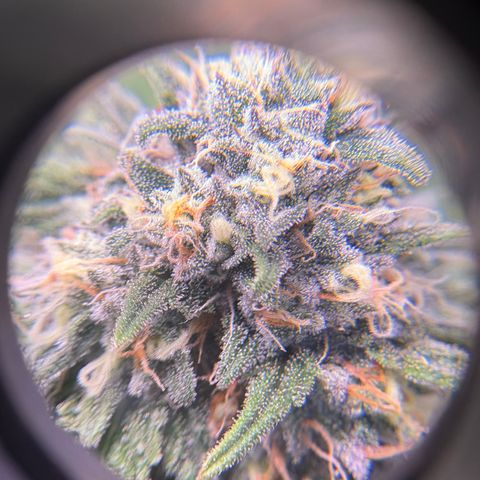 Watermelon Candy growlog timeline photo