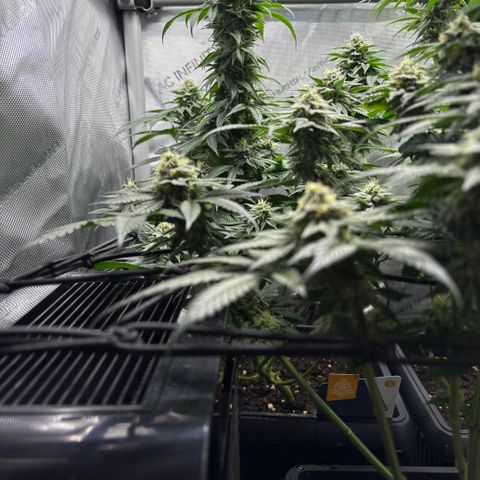 Kalini Asia growlog timeline photo