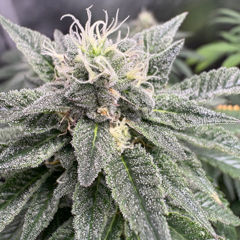 Kalini Asia growlog timeline photo