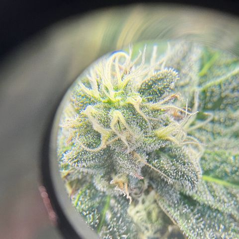Kalini Asia growlog timeline photo