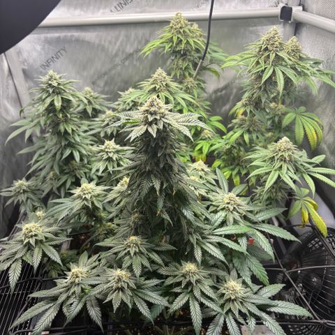 Watermelon Candy growlog timeline photo