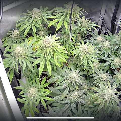 Watermelon Candy growlog timeline photo