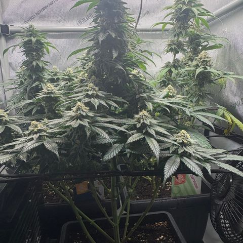Tropicana Cookies growlog timeline photo