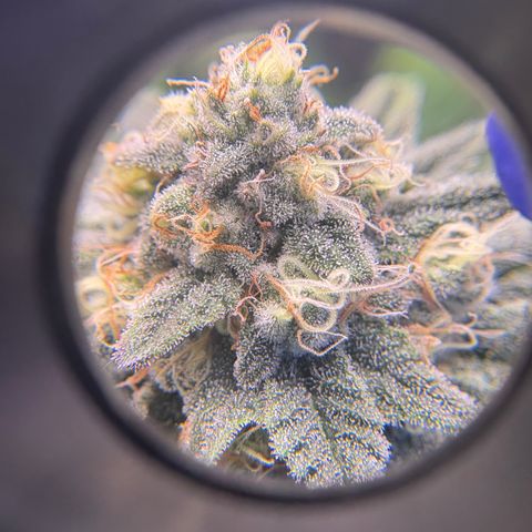 Tropicana Cookies growlog timeline photo