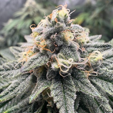 Tropicana Cookies growlog timeline photo