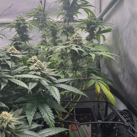 Watermelon Candy growlog timeline photo
