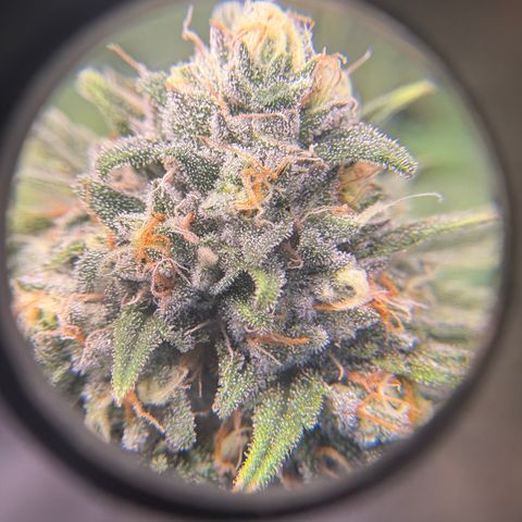 Watermelon Candy growlog timeline photo