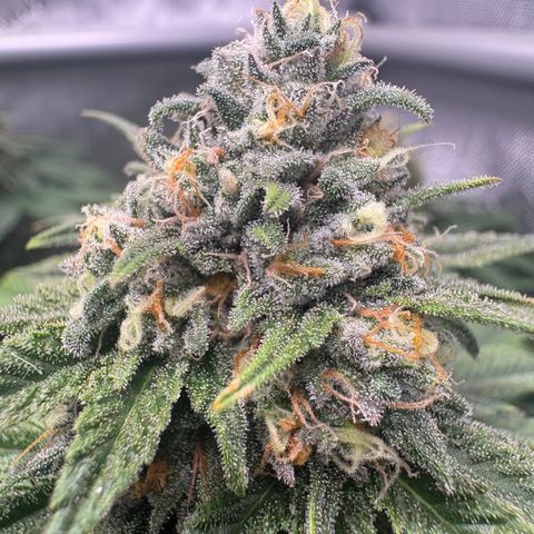 Watermelon Candy growlog timeline photo