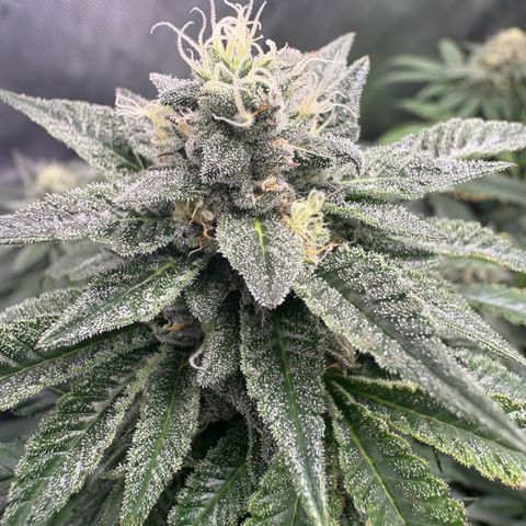 Kalini Asia growlog timeline photo