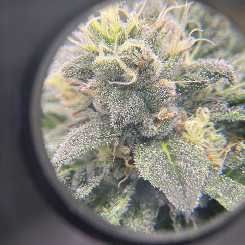 Kalini Asia growlog timeline photo