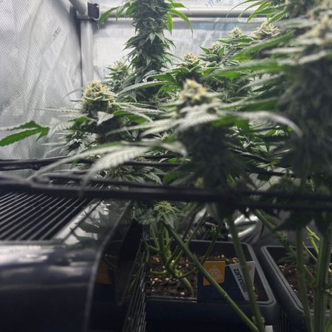 Kalini Asia growlog timeline photo
