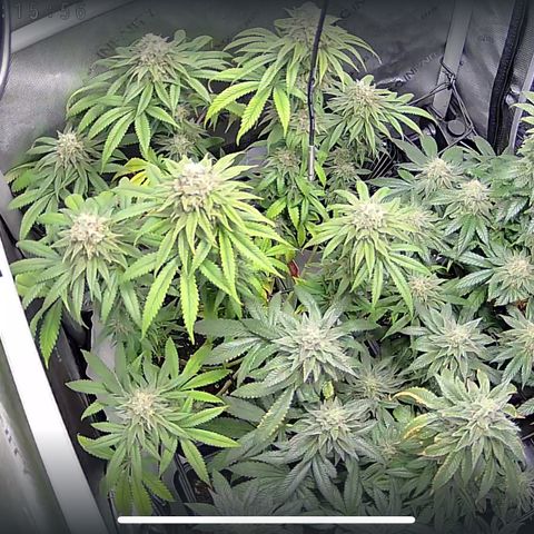 Watermelon Candy growlog timeline photo