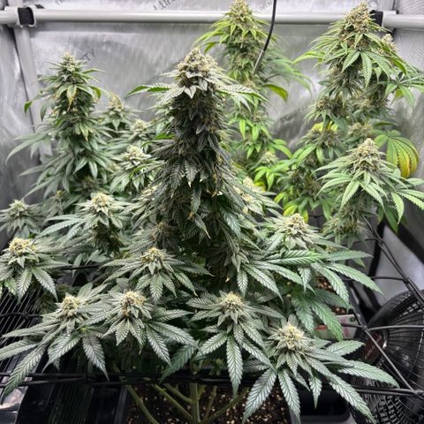Watermelon Candy growlog timeline photo