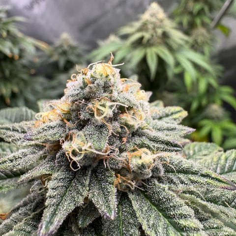 Tropicana Cookies growlog timeline photo