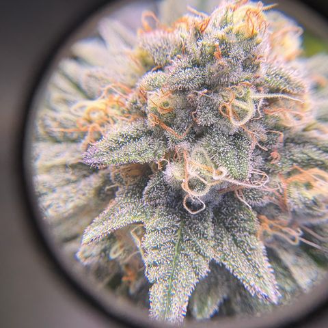 Tropicana Cookies growlog timeline photo