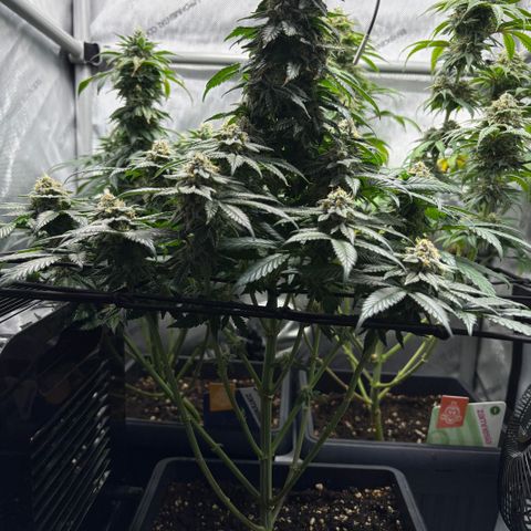 Tropicana Cookies growlog timeline photo