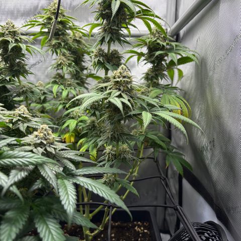 Watermelon Candy growlog timeline photo