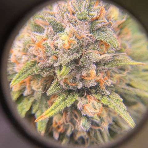 Watermelon Candy growlog timeline photo