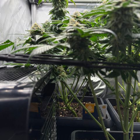 Kalini Asia growlog timeline photo
