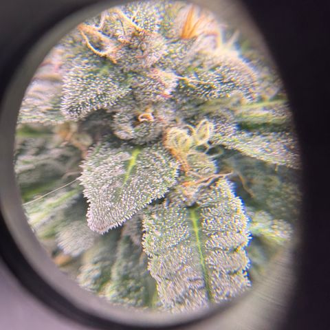 Kalini Asia growlog timeline photo