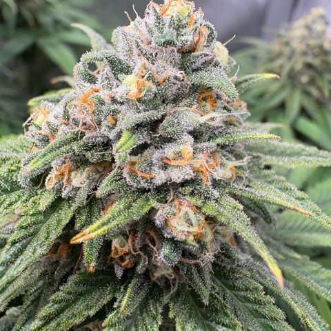 Watermelon Candy growlog timeline photo