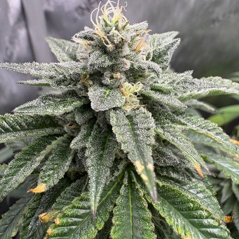 Kalini Asia growlog timeline photo