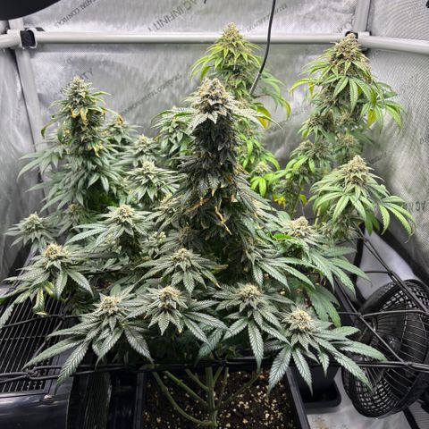 Watermelon Candy growlog timeline photo