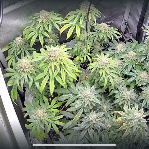 Watermelon Candy growlog timeline photo