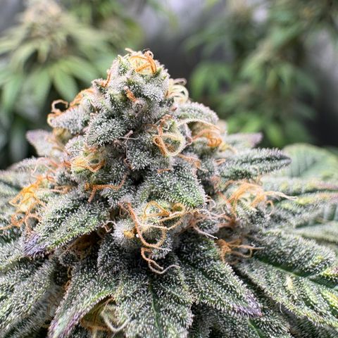 Tropicana Cookies growlog timeline photo