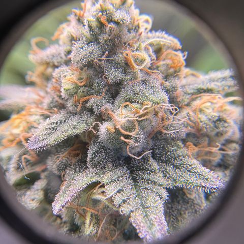 Tropicana Cookies growlog timeline photo