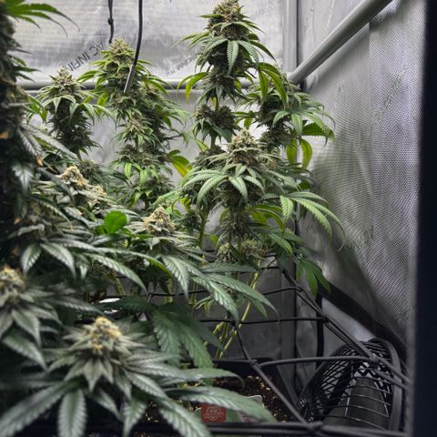 Watermelon Candy growlog timeline photo