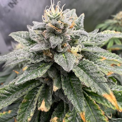 Kalini Asia growlog timeline photo