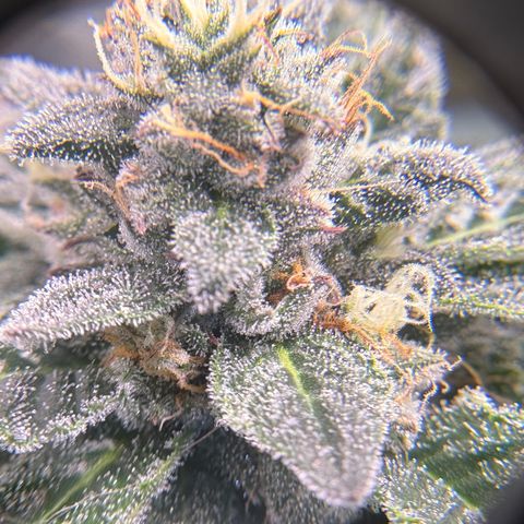 Kalini Asia growlog timeline photo