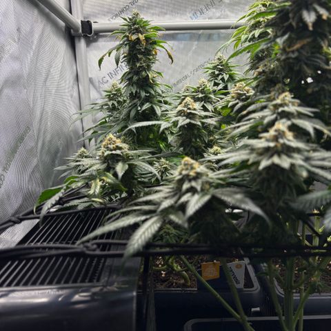 Kalini Asia growlog timeline photo