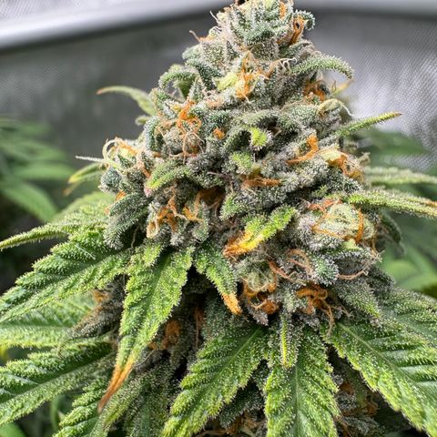 Watermelon Candy growlog timeline photo
