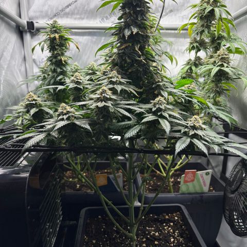 Tropicana Cookies growlog timeline photo