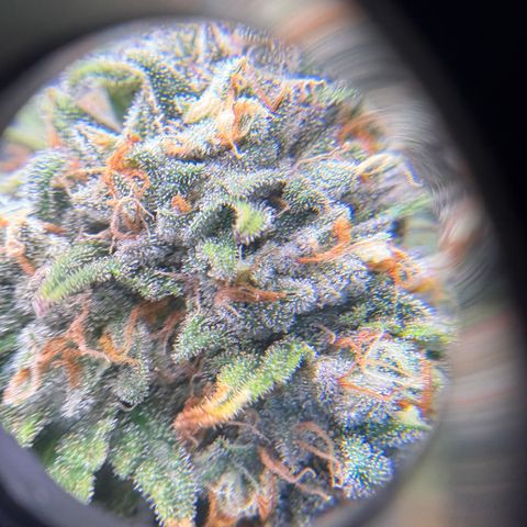 Watermelon Candy growlog timeline photo