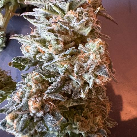 Tropicana Cookies growlog timeline photo