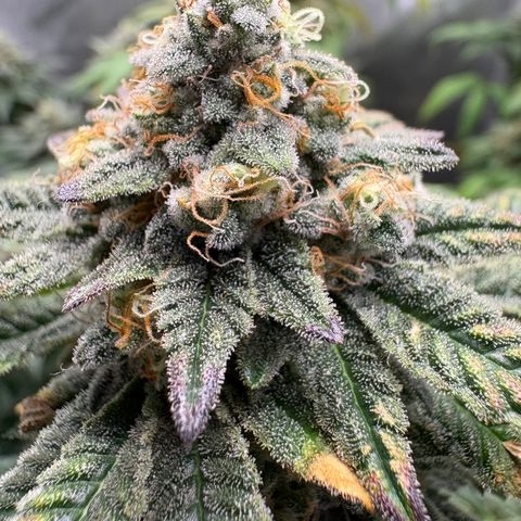 Tropicana Cookies growlog timeline photo