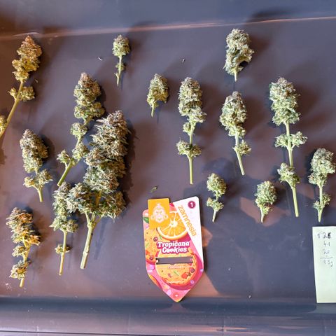 Tropicana Cookies growlog timeline photo