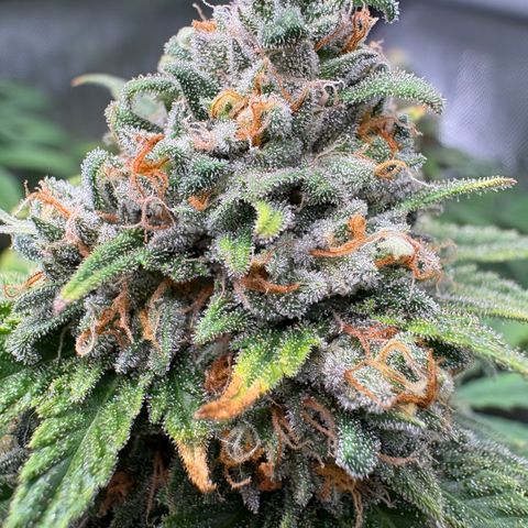 Watermelon Candy growlog timeline photo