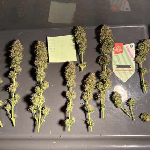 Watermelon Candy growlog timeline photo