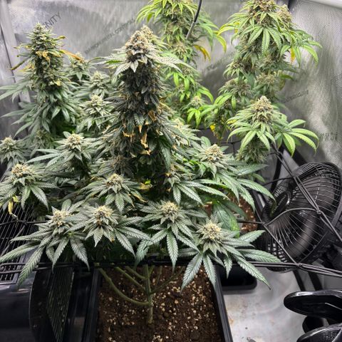 Watermelon Candy growlog timeline photo